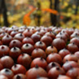 Meet your Posher, Isabeau